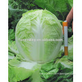 Hybrid Cabbage seeds for growing-Summer Light